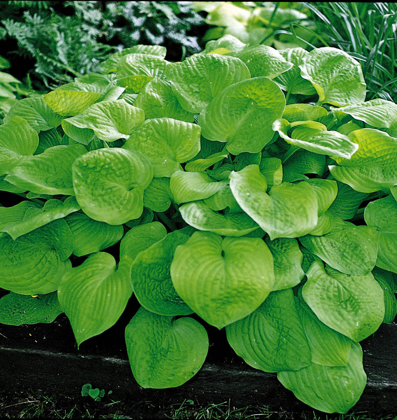 August moon hosta natorp s online plant store
